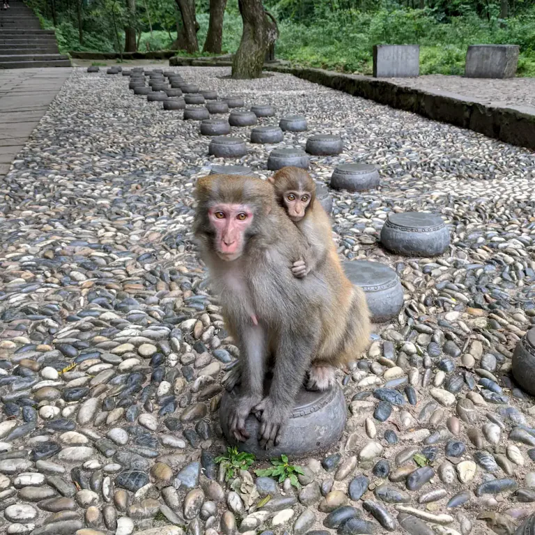 猴子母子